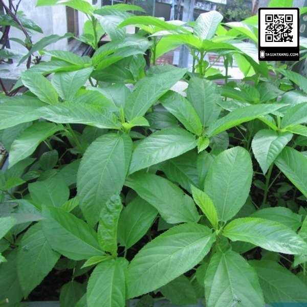 1Kg Hạt giống rau đay xanh (rau đay trắng)