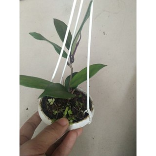 Cẩm cù đen cây giống