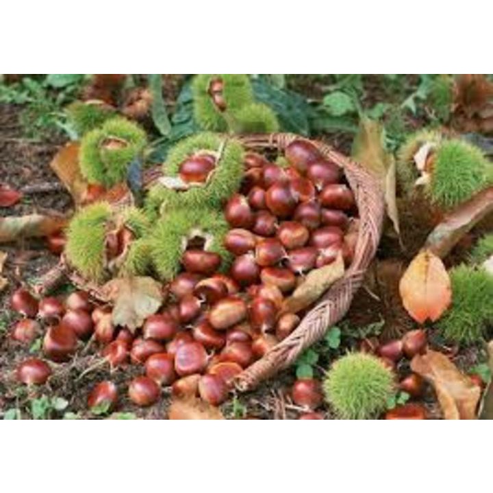 (HÀNG MỚI VỀ) CÂY HẠT DẺ ĐEN (HẠT DẺ TRÙNG KHÁNH )GIỐNG
