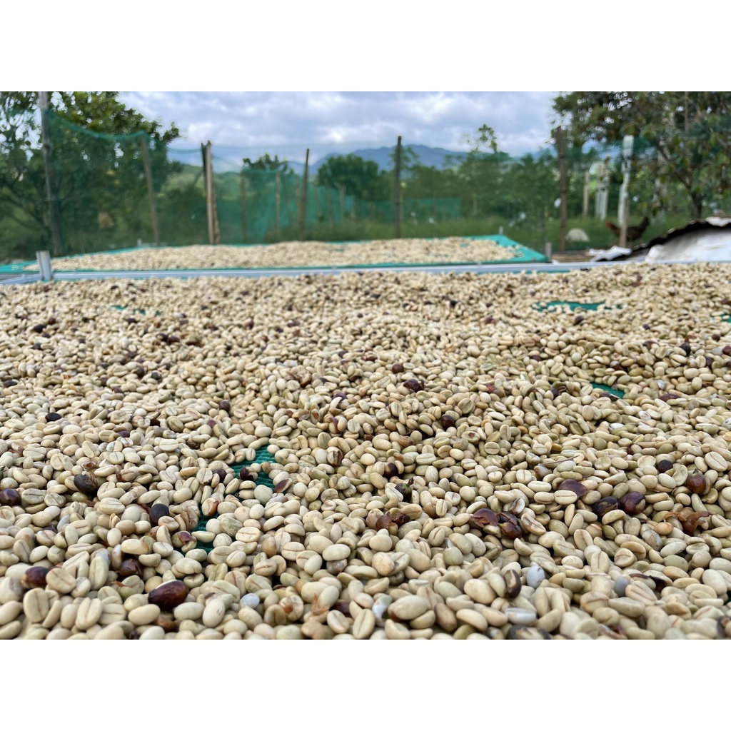 Arabica A Lưới Greenfields Coffee - Cà phê đặc sản Huế (rang light) 250g | BigBuy360 - bigbuy360.vn