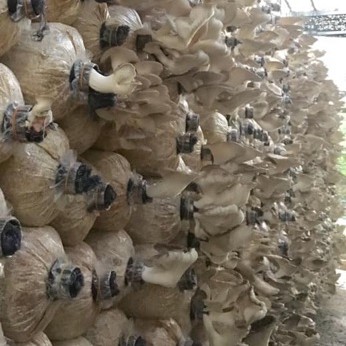 Nấm Bào Ngư Sấy Khô Nhà Trồng