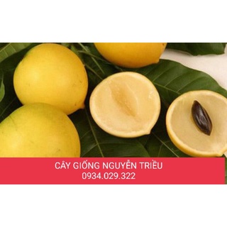 Cây giống vú sữa hoàng kim chui cành , chuẩn f1 , cây cứng, khoẻ