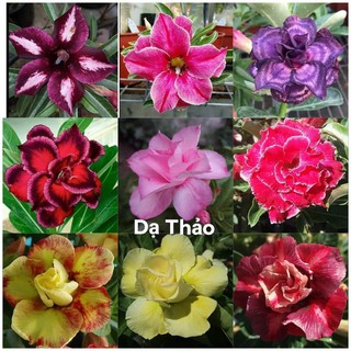5 cây sứ thái giống