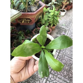 Cây tổ quạ / cây ráng ổ phụng / cây tổ chim - cây giống mini