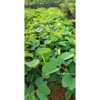 combo 3 cây giống ban trắng tím (móng bò)