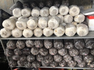 phôi nấm sò trắng 100k/5phôi
