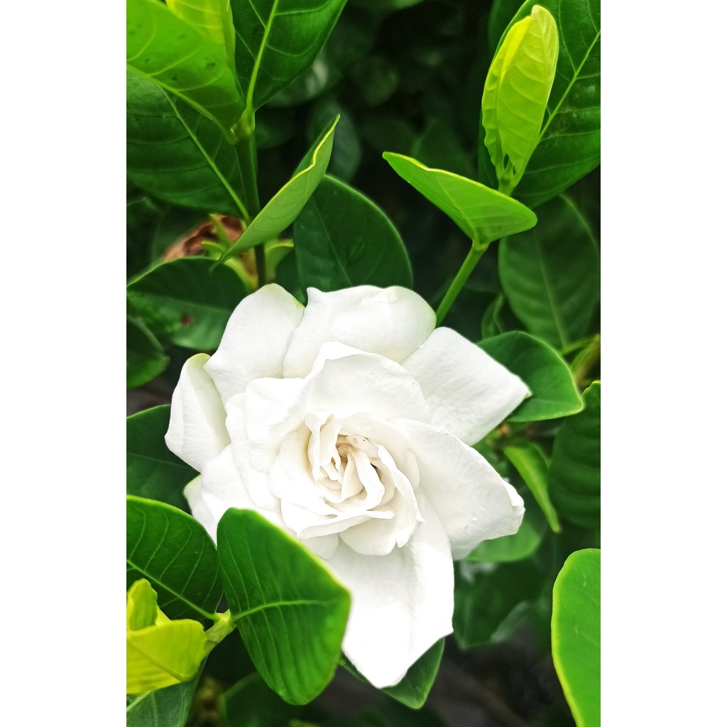 Dành Dành, Bạch Thiên Hương Cao khoảng 60 -80CM Như Hình