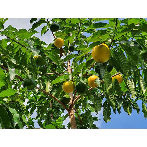 Cây Vú Sữa Hoàng Kim_ ghép cành trái lớn cao 70-90cm, có nhánh_Trồng Chậu-6 tháng có hoa