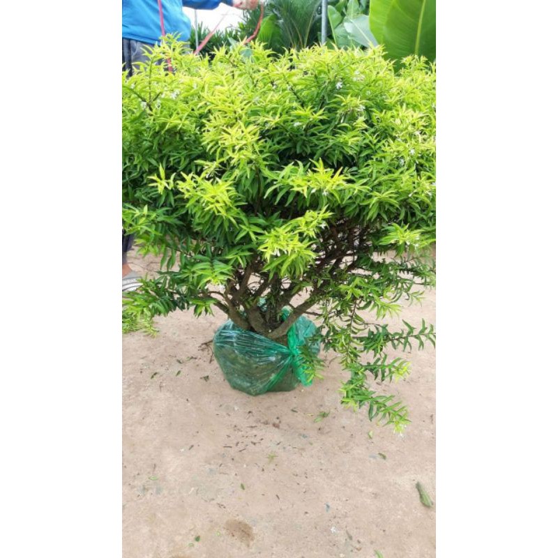 CÂY MAI CHIẾU THỦY