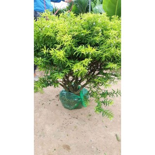 CÂY MAI CHIẾU THỦY