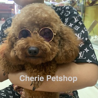 Kính mát dành cho chó mèo thú cưng