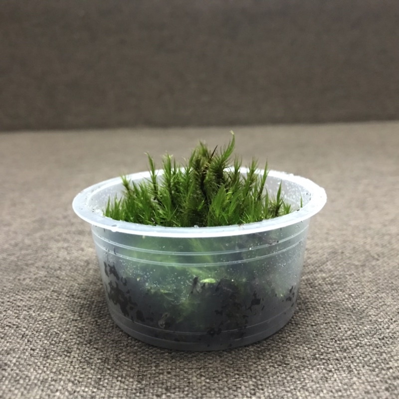 Hộp rêu Common Haircap size 6,8x3cm