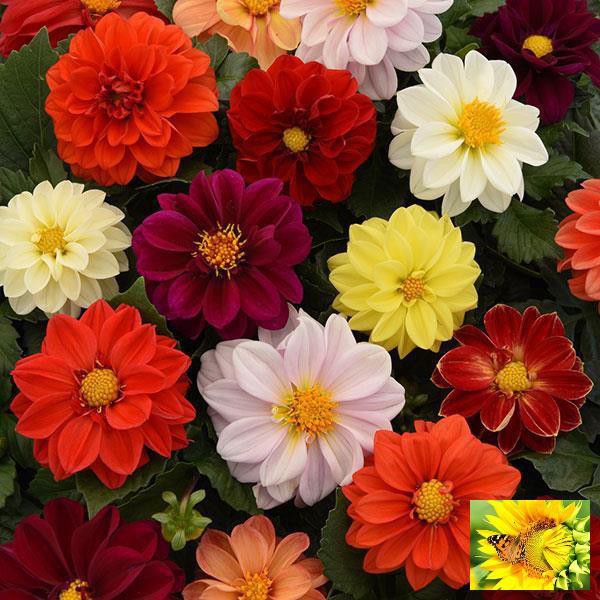 GÓI 20 HẠT GIỐNG HOA THƯỢC DƯỢC MIX