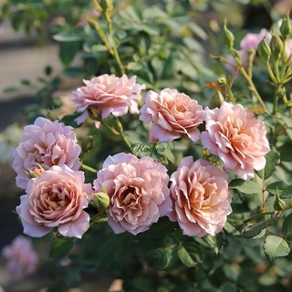 Hoa hồng Nhật Iori rose - hoa chùm, màu đẹp