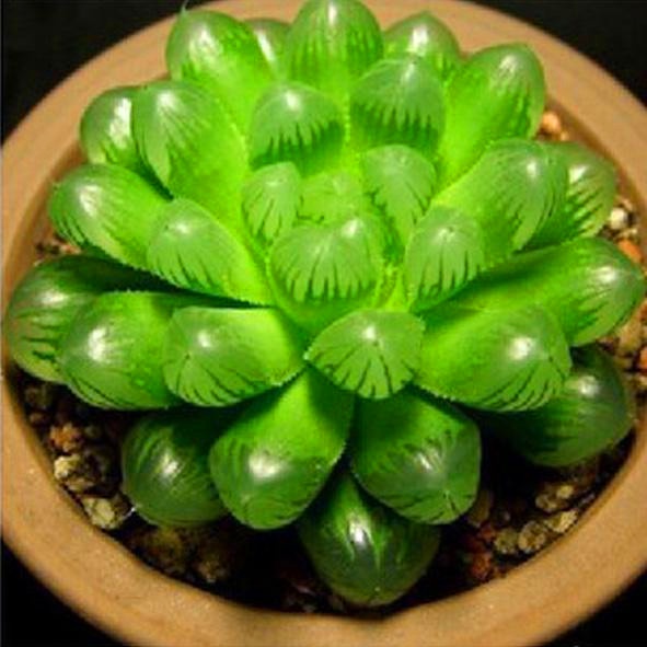 20 Hạt giống Sen đá Kim cương