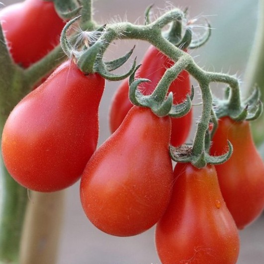 Hạt giống cà chua hồ lô (tặng phân)