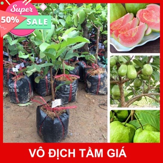 Free Ship  Cây giống ổi ruby lùn ( trồng chậu ) - Phủ Xanh Việt Nam