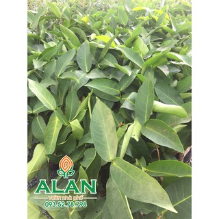 Cây Mận đỏ Thongsamsri