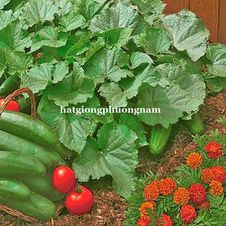 10 Hạt - Hạt Giống Dưa Chuột Bụi 80 Cm Phương Nam
