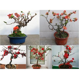 Mai Đỏ bonsai TỨ QUÝ