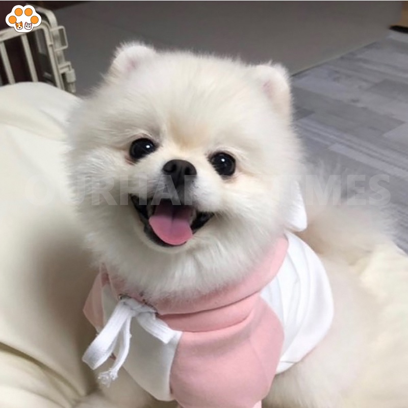 Quần Áo Cho Chó Mèo Quần Áo Thú Cưng Ngọt Ngào Áo Len Cho Chó Nhỏ Shih Tzu Yorkshire Hoodies Áo Khoác Cho Thú Cưng Mềm Mại Quần Áo Cho Chó Con Chó Con Mèo Quần Áo Trang Phục