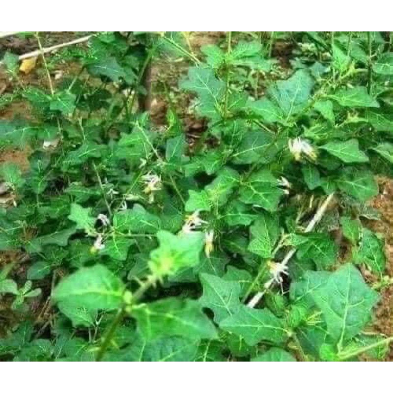 1KG Cà Gai Leo Tươi