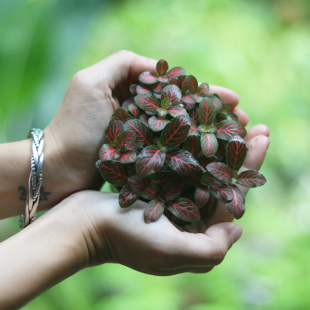 Lá may mắn  các loại, dễ trồng môi trường máy lạnh, văn phòng, hoặc ghép trang trí tiểu cảnh