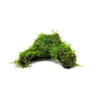 Gỗ lũa mini (20-30 cm)