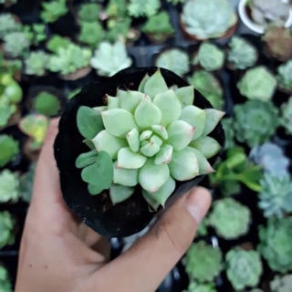 Sen đá bánh bao viền hồng