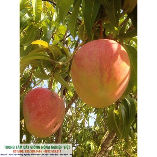 Cây Xoài Úc F1 Quả To Tròn (ảnh thật số 2)