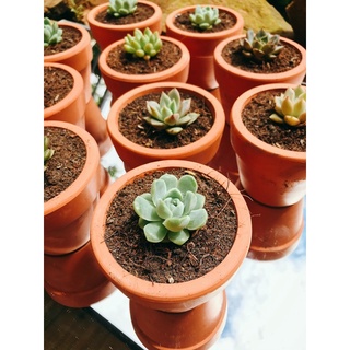 Chậu sen đá mini - sen đá đà lạt