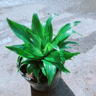 Cây Phát Tài