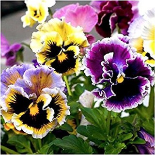 Combo 50 hạt hoa PanCy kép Mix