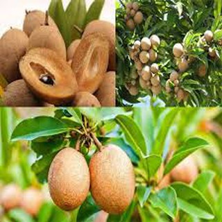 Cây Hồng Xiêm Xoài (sapoche) ghép đang bông