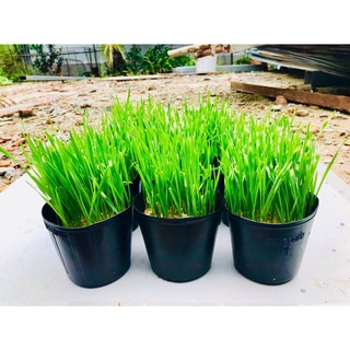 Cỏ lúa mì cho mèo trồng sẵn - Nowship - Grabship - 18h chiều