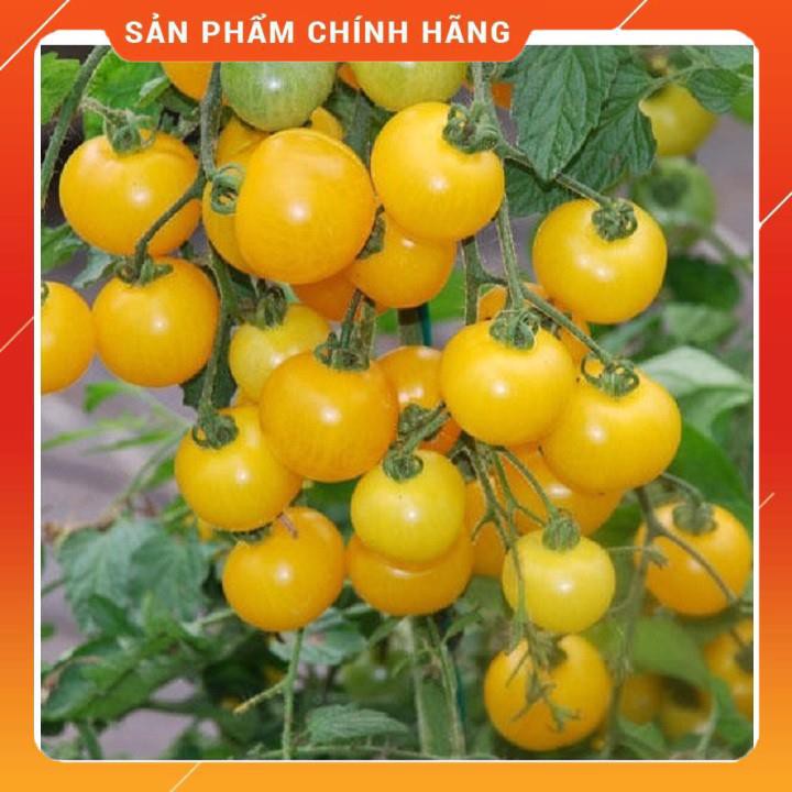 HẠT GIỐNG CÀ CHUA CHERRY VÀNG CHUỖI NGỌC F1 (N21) - 50 hạt