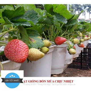 Gói 100 Hạt giống Dâu Tây Quả To, Chịu nhiệt (Tặng gói kích mầm, kèm hướng dẫn gieo) free ship toàn quốc