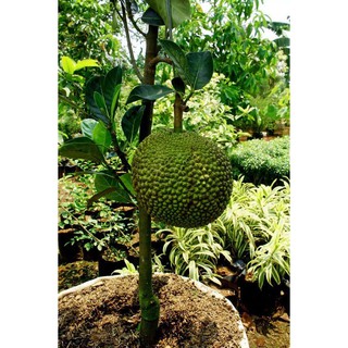 2 CÂY MÍT TỐ NỮ