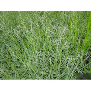 HELOSATE ( 1lít / chai ) - THUỐC DIỆT CỎ KHÔNG CHỌN LỌC