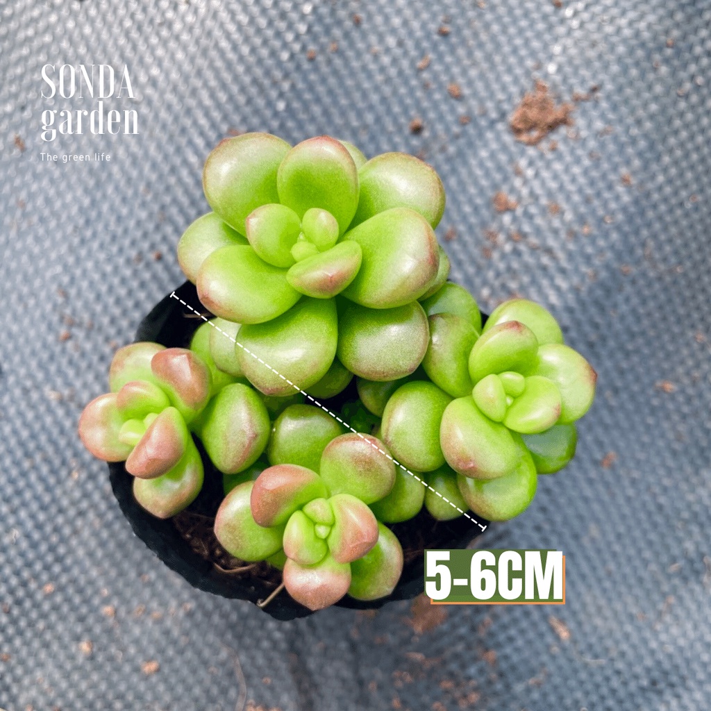 Sen đá chilli cheese SONDA GARDEN size bé 5-8cm, xuất xứ Đà Lạt, khoẻ đẹp, lỗi 1 đổi 1