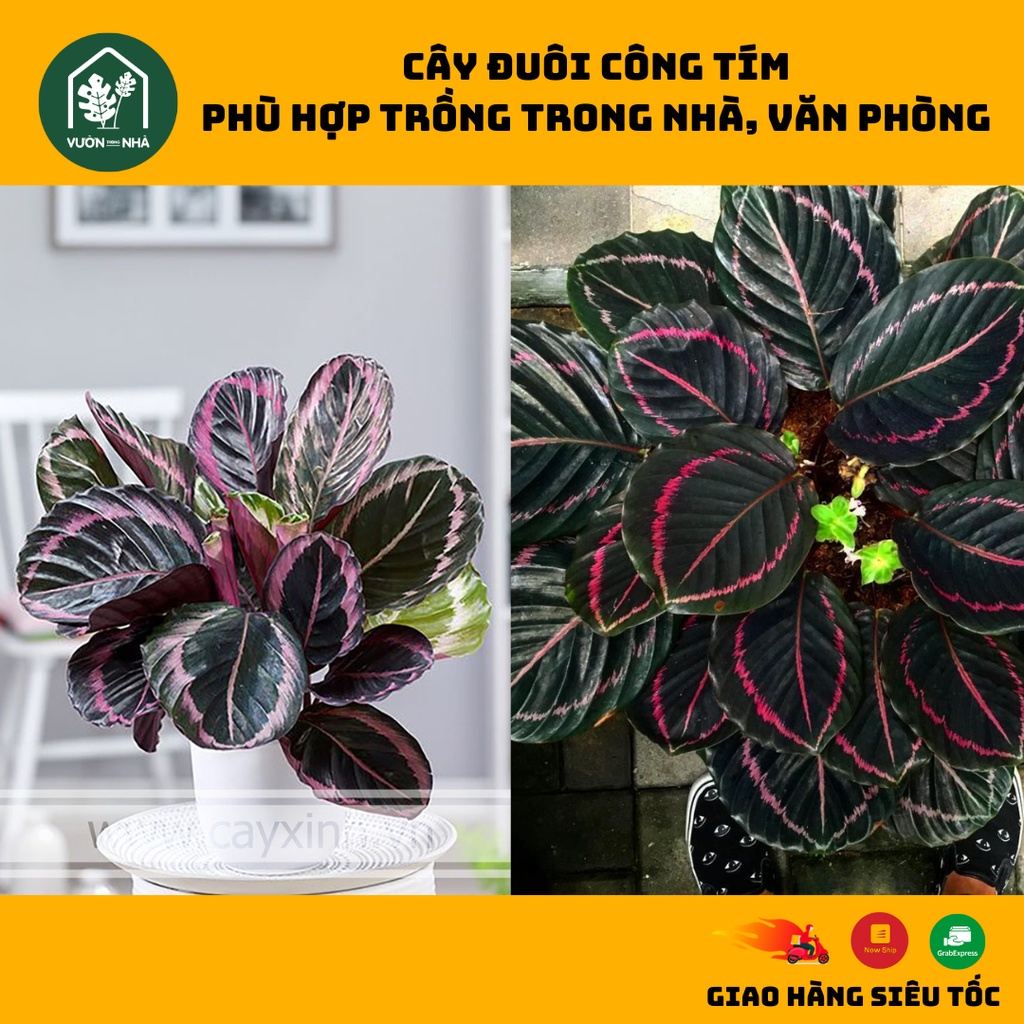 Cây Đuôi công tím (Calathea roseopicta) - cây phù hợp trồng trong nhà, văn phòng, cảnh quan và sân vườn