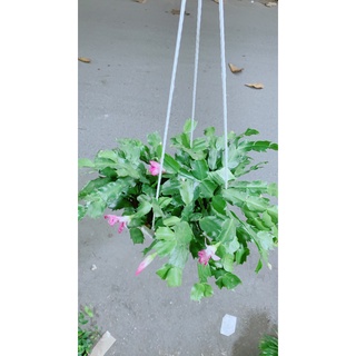 Chậu Cây Tiểu Quỳnh