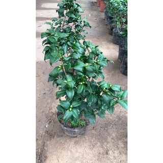 Cây hoa trà mi đỏ
