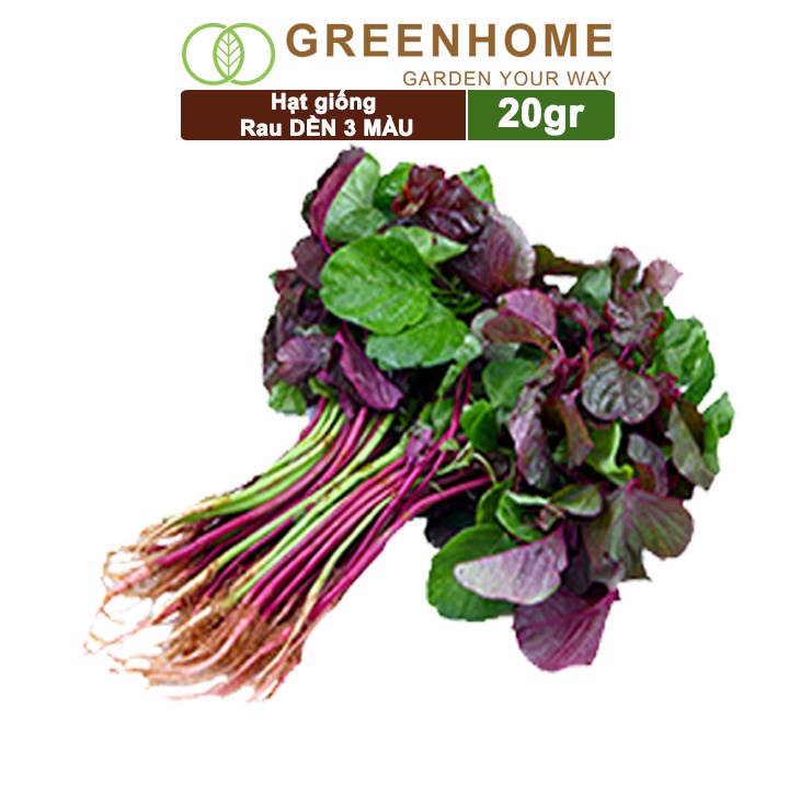 Hạt giống Rau Dền 3 màu, gói 20g , dễ trồng, thu hoạch nhanh R16 |Greenhome