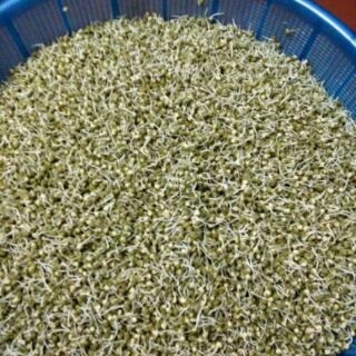 Bột mầm đậu xanh tăng cân