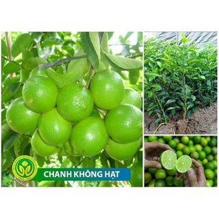 Cây giống chanh tứ quý không hạt đang có quả- quả chùm. .