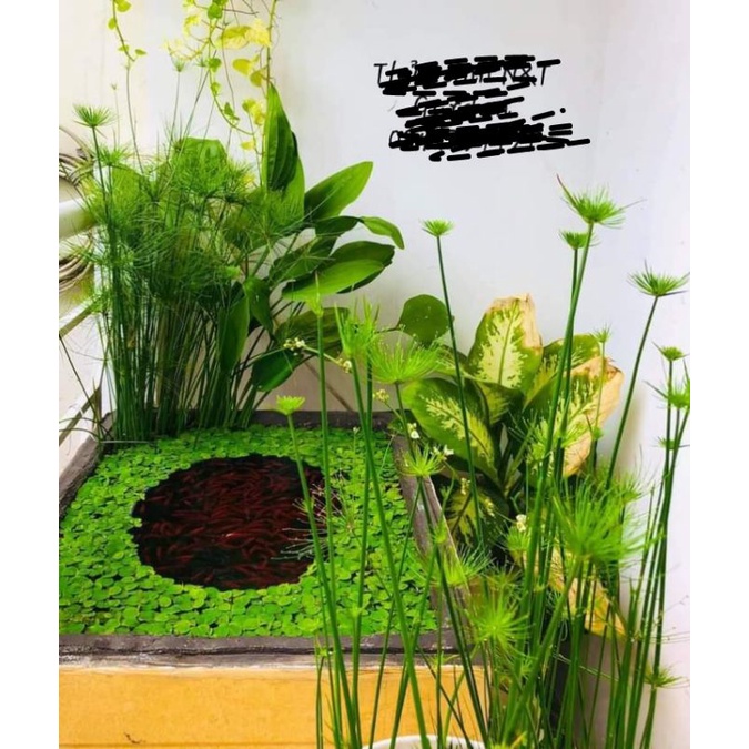 N&T Garden- thủy trúc thái