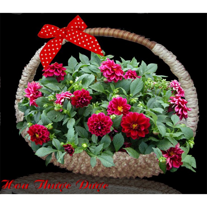 [Gói 100 Hạt] Hạt Giống Hoa Thược Dược Lùn Mix Đủ Màu (tặng kèm phân) T0003