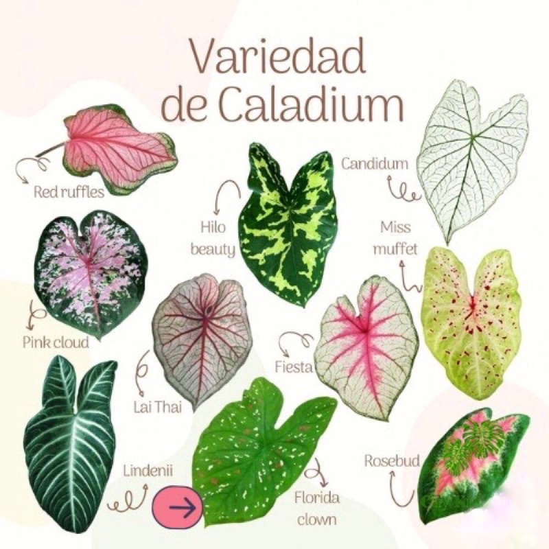 Củ🍀🌱 môn Caladium florida clown🍀🌱