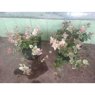 thằng lằn bông trắng hồng